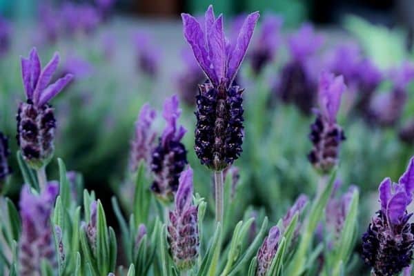 flores de lavanda