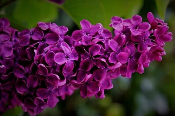 purple lilac flowers