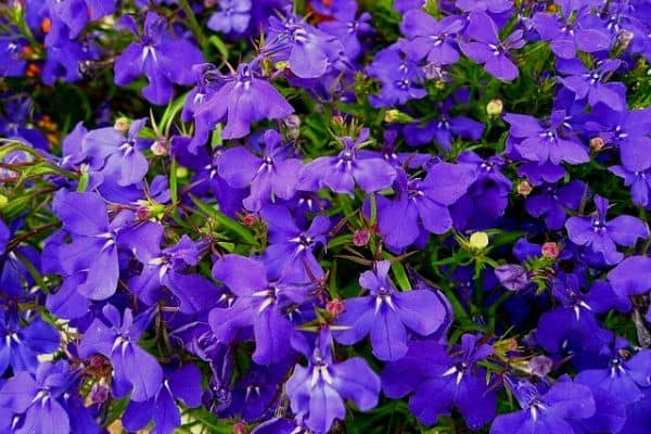 lobelia flowers