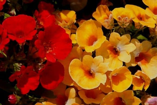 nemesia flowers