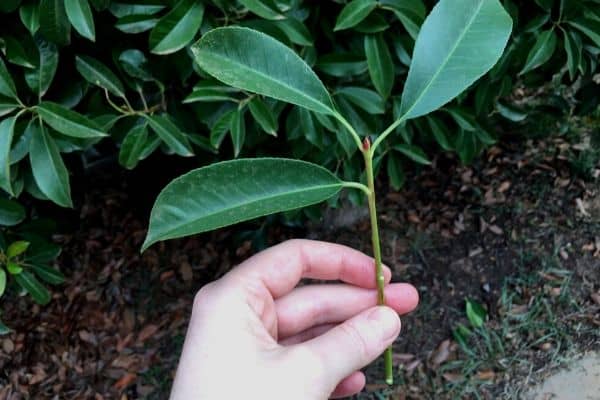 Photinia snijden voor vermeerdering