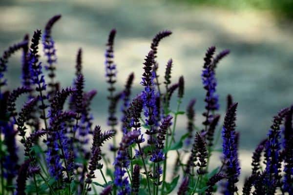 plantas herbáceas con flores