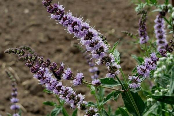 flores de hortelã