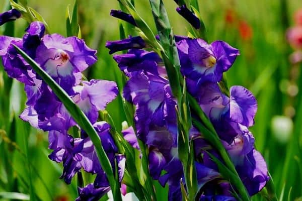 tall perennial flowers