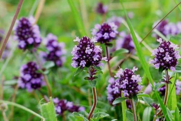 flores de tomilho