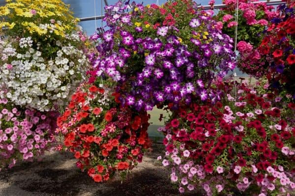 Trailing annual flowers in hanging baskets