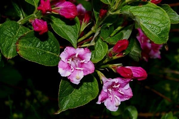 purple weigela flowers