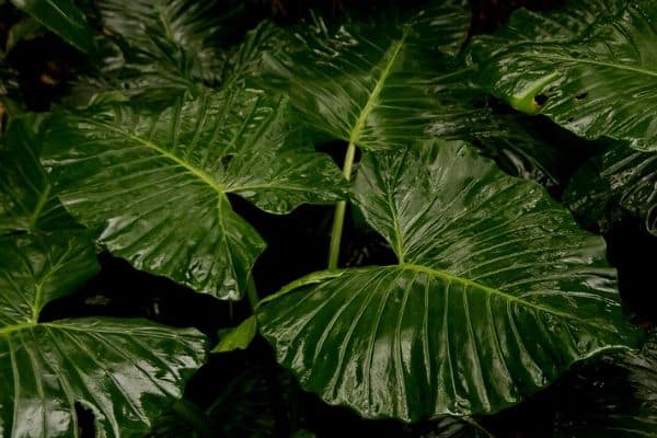 african mask plant