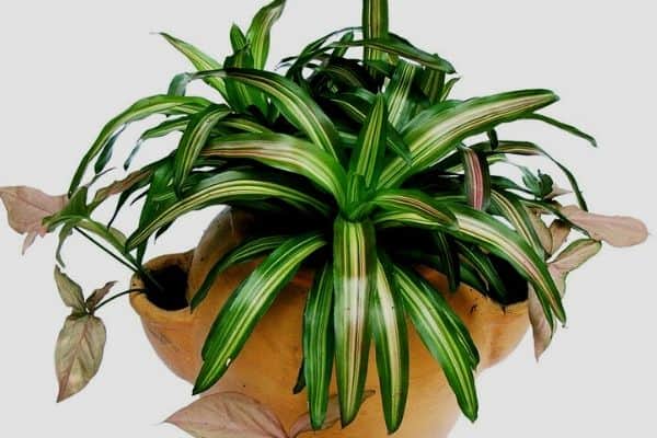 bromeliad plant