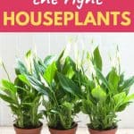 choosing indoor plants