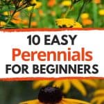 easy perennials for beginners