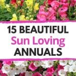 sun loving annual flowers