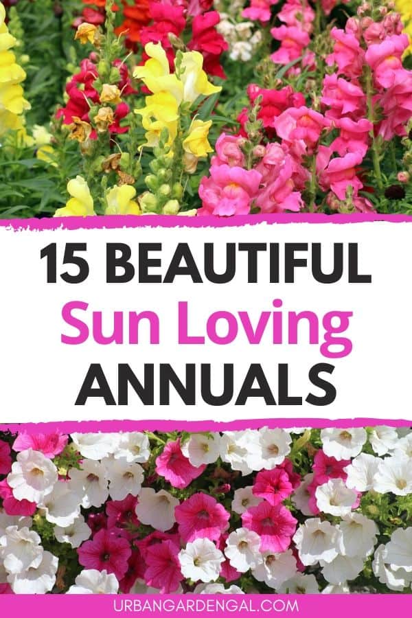 sun loving annual flowers