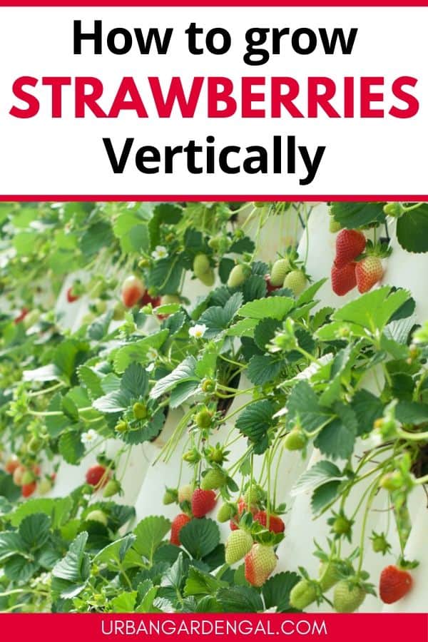 How to grow strawberries vertically