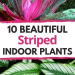 Striped indoor plants
