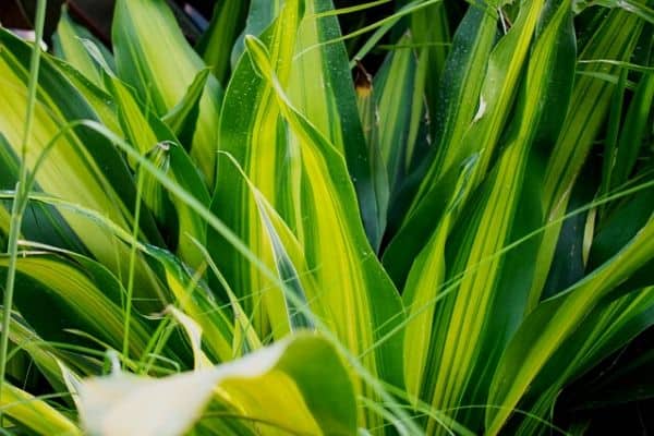 striped dracena plant