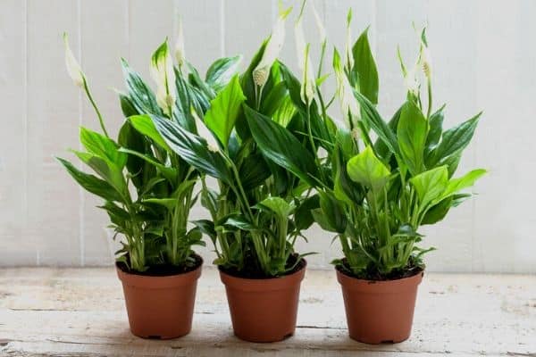 Fertilizing Plants In Winter Urban Garden Gal fertilizing-plants-in-winter-urban-garden-gal