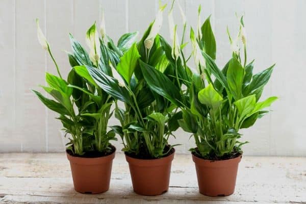 Indoor plants