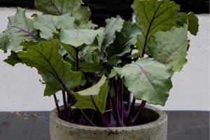 Read more about the article How To Grow Kale Indoors