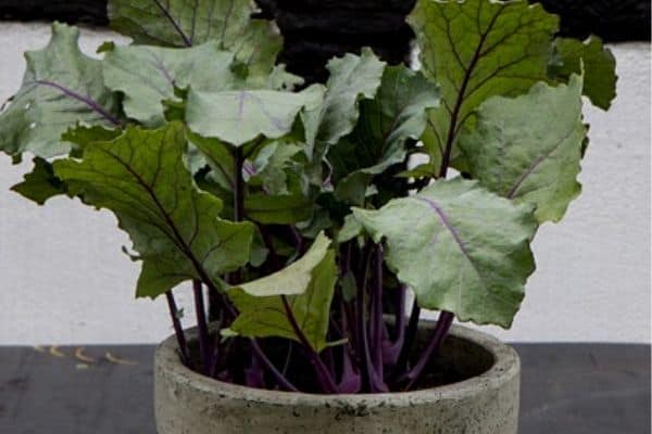 grow kale indoors