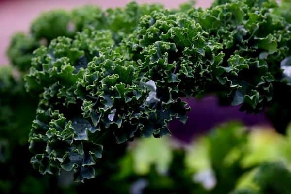 kale plant