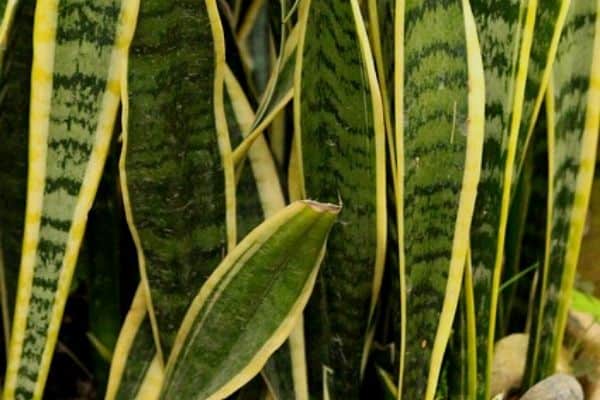 sansevieria outdoors