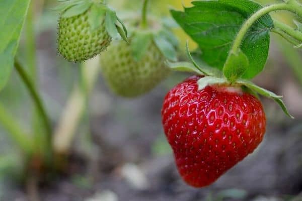 growing strawberries vertically