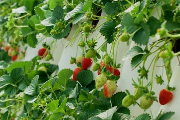 vertical strawberry plants