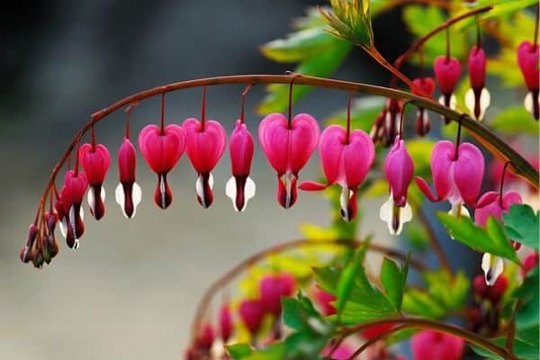 growing bleeding heart flowers