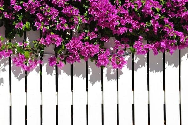 bougainvillea plant on fence