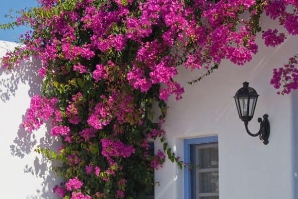 bougainvillea growing vertically