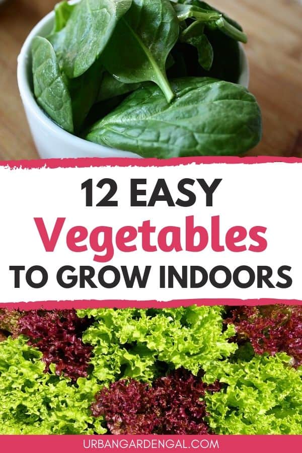 easy vegetables to grow indoors