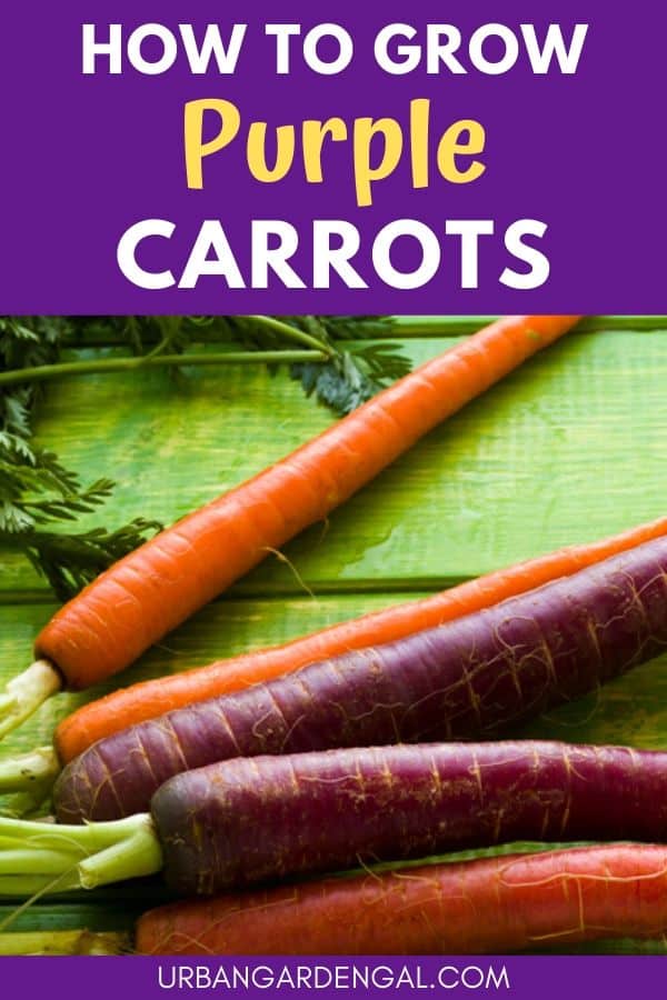 growing purple carrots