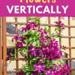 grow vertical flowers
