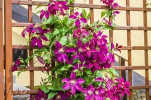 Read more about the article How To Grow Flowers Vertically