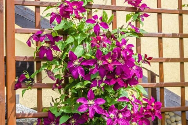 flowers growing on a trellis