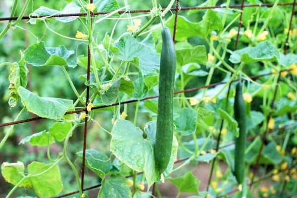 climbing cucumber plants