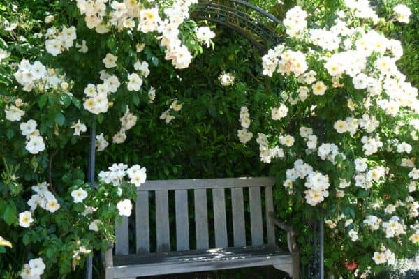 climbing rose on arch