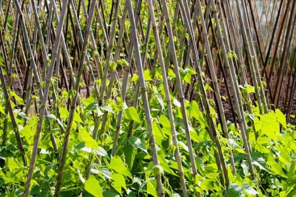 climbing vegetable plants