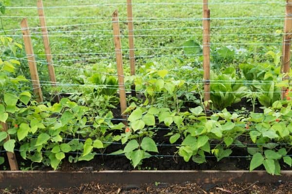 climbing vegetable plants on a trellis