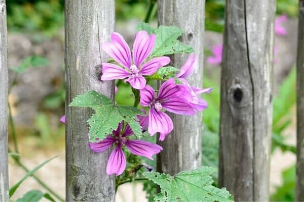 flowers climbing up fence