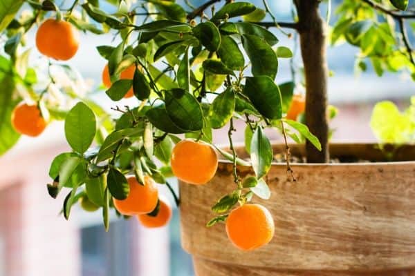 growing citrus tree in a pot