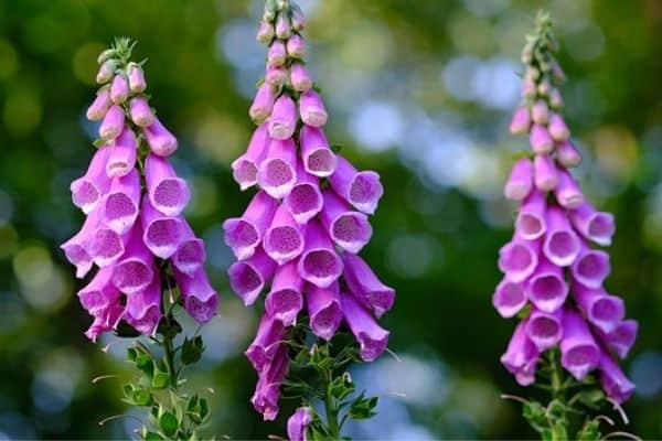 pink foxglove flowers