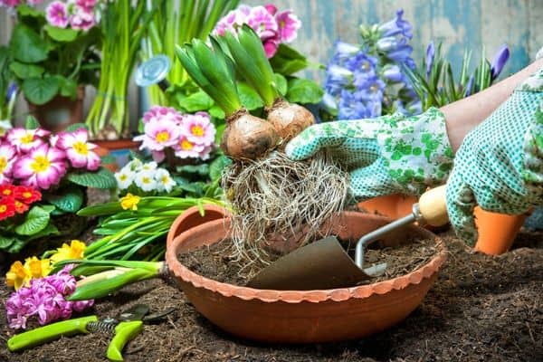 planting bulbs in containers