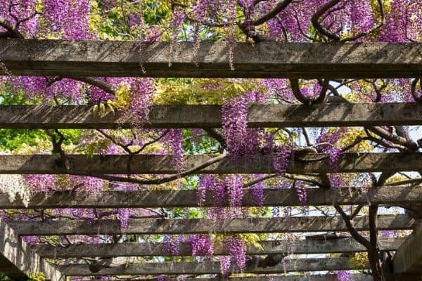 wisteria growing on pergola