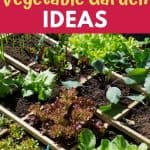 small vegetable garden