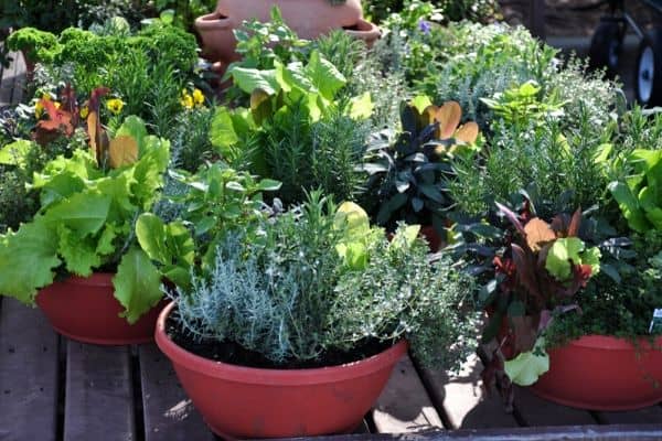 container vegetable garden