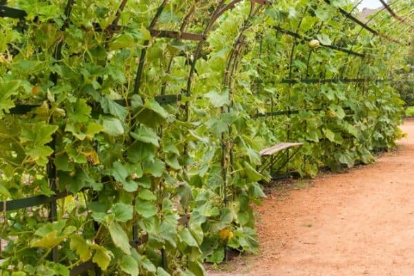 pumpkin vines in a vertical garden