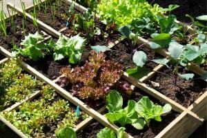 Read more about the article 10 Small Vegetable Garden Ideas