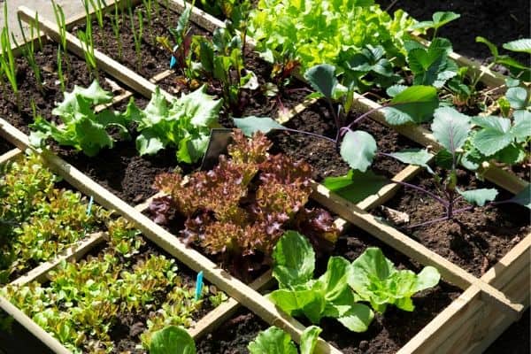 raised bed garden